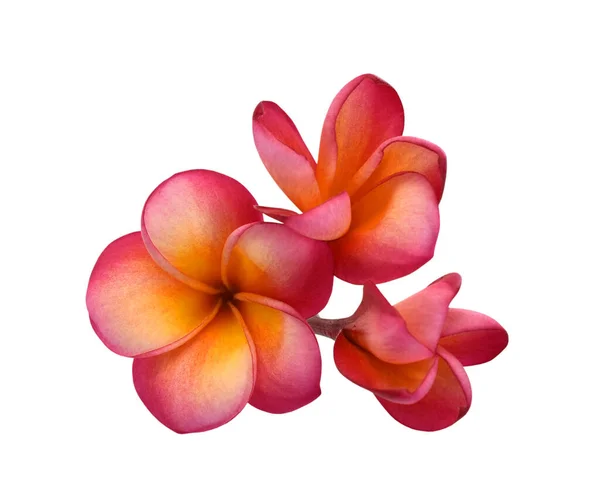 Güzel Kırmızı Plumeria Rubra Çiçeği Beyaz Arka Planda Izole Edilmiş — Stok fotoğraf