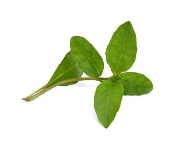 Beyaz arkaplanda izole edilmiş taze Eclipta alba (Eclipta prostrata L)