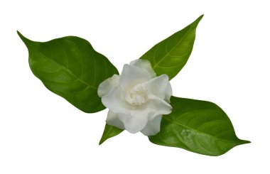 güzel Jasminum sambac çiçeği (sampaguita, melati putih) beyaz arka planda izole edilmiş