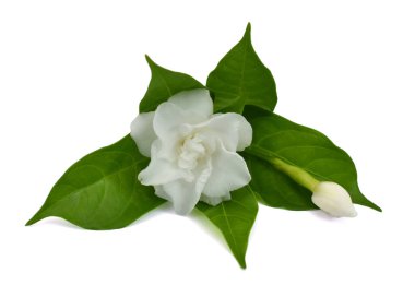 güzel Jasminum sambac çiçeği (sampaguita, melati putih) beyaz arka planda izole edilmiş