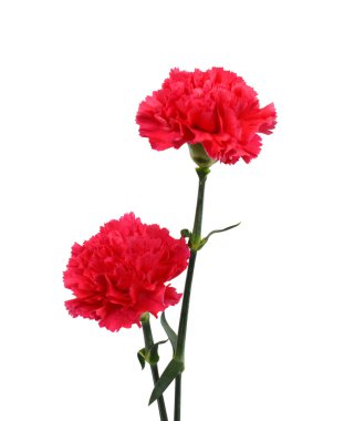 Güzel kırmızı karanfil çiçekleri beyaz arkaplanda izole edilmiş.