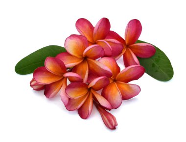 Güzel Frangipani çiçeği beyaz arka planda izole edilmiş.