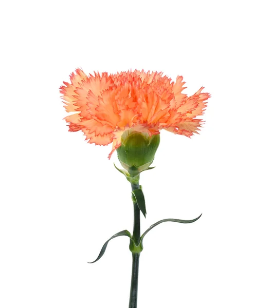 Beautiful Orange Carnation Flower Isolated White Background — Stock Photo, Image