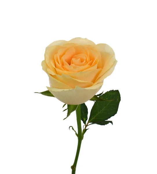 Beautiful Yellow Rose Flower Isolated White Background — Stock Photo, Image