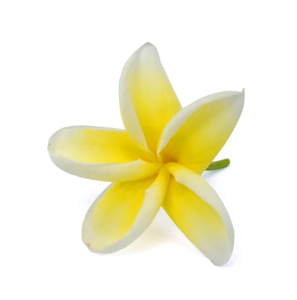 Mooie Gele Plumeria Rubra Bloem Geïsoleerd Witte Achtergrond — Stockfoto