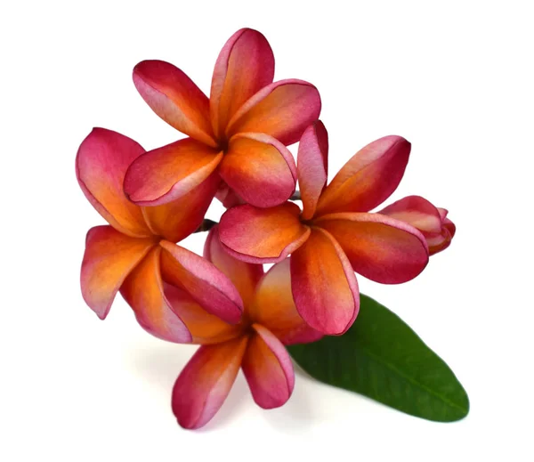 Mooie Rode Plumeria Rubra Bloem Geïsoleerd Witte Achtergrond — Stockfoto