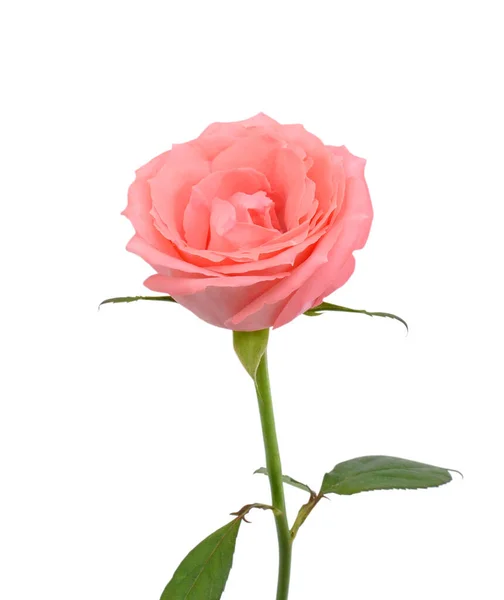 Gyönyörű Rózsaszín Rózsa Virág Elszigetelt Fehér Háttér — Stock Fotó
