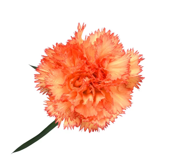 Beautiful Carnation Flower Isolated White Background — Stock Photo, Image