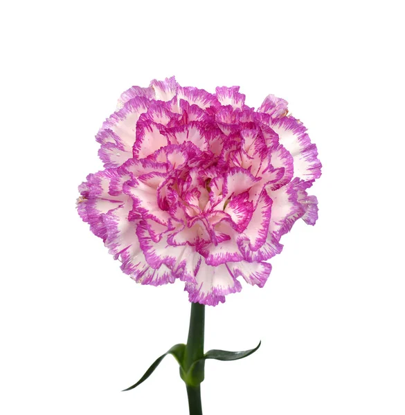 Piękny Purpurowy Goździk Kwiat Izolowany Białym Tle — Zdjęcie stockowe