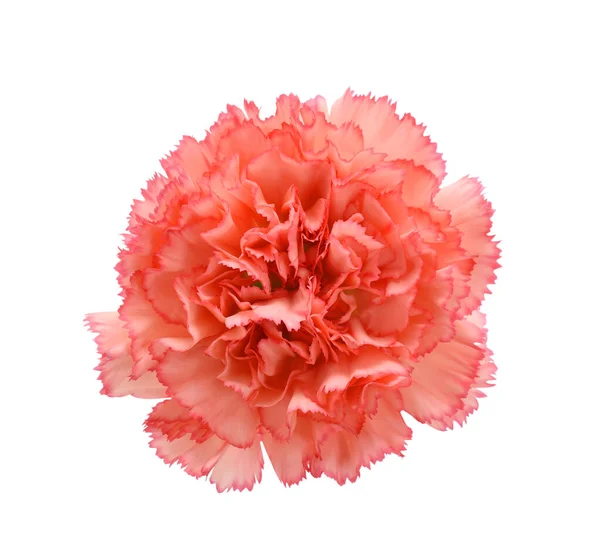Kaunis Neilikka Kukka Eristetty Valkoisella Pohjalla — kuvapankkivalokuva