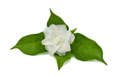 güzel Jasminum sambac çiçeği (sampaguita, melati putih) beyaz arka planda izole edilmiş