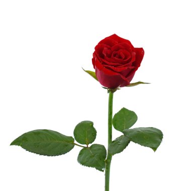 Güzel kırmızı gül çiçeği beyaz arkaplanda izole edilmiş.