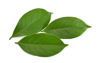 Beyaz arkaplanda yeşil çay yaprağı izole