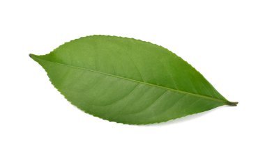Beyaz arkaplanda yeşil çay yaprağı izole