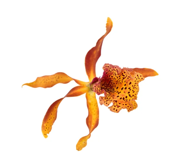 Beautiful Cattleya Orchid Flower Isolated White Background — Stock Photo, Image