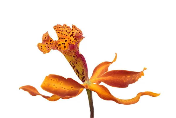 Hermosa Flor Orquídea Cattleya Aislada Sobre Fondo Blanco — Foto de Stock