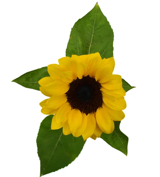 Zamknij Się Kwitnący Słonecznik Białym Tle — Zdjęcie stockowe