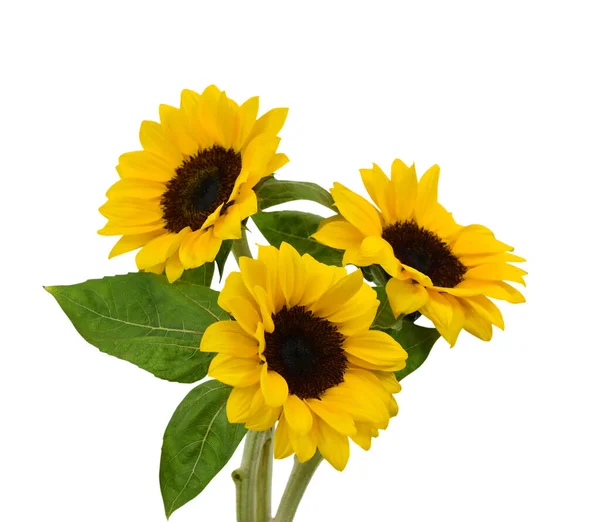 Beyaz arkaplanda yaprakları olan güzel bir buket ayçiçeği
