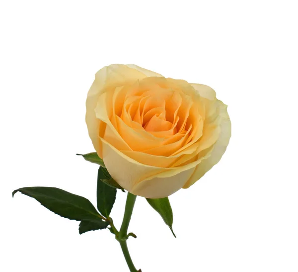 Gyönyörű Sárga Rózsa Virág Elszigetelt Fehér Háttér — Stock Fotó