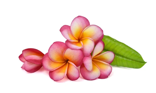 Mooie Rode Plumeria Rubra Bloem Geïsoleerd Witte Achtergrond — Stockfoto