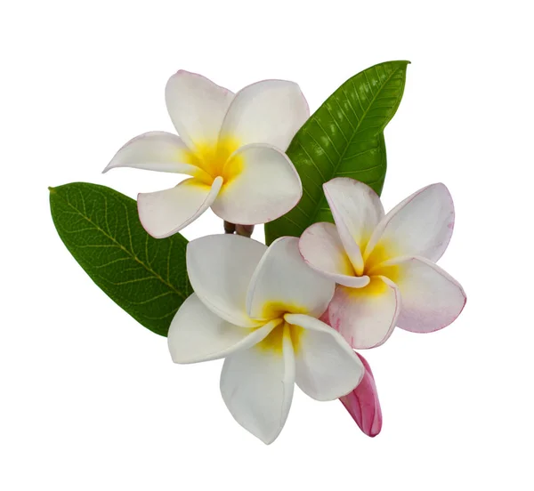 Beyaz arka planda izole edilmiş güzel beyaz rubra çiçekleri.