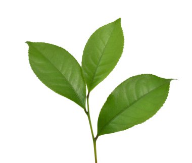 Taze yeşil çay yaprakları (kamelya sinensis) beyaz arka planda izole edilmiştir