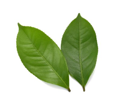 Beyaz arkaplanda yeşil çay yaprağı izole