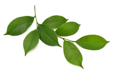Taze yeşil çay yaprakları (kamelya sinensis) beyaz arka planda izole edilmiştir