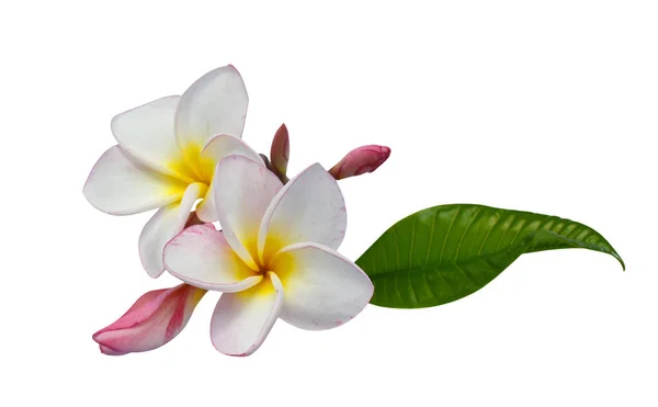 Beyaz arka planda izole edilmiş güzel pembe bir rubra çiçeği.