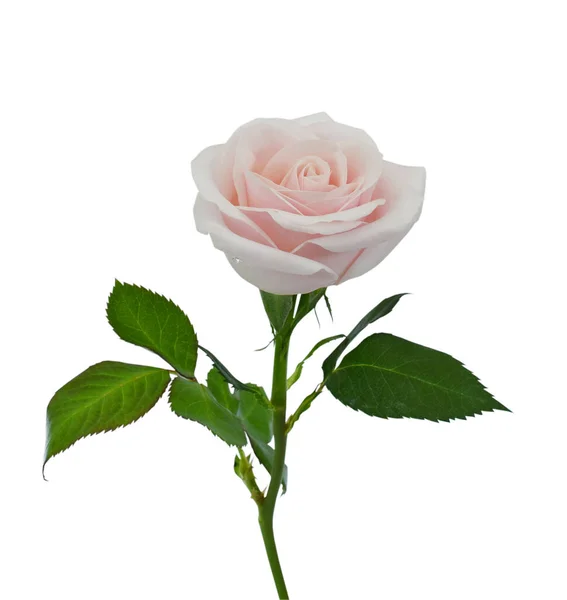 Linda Rosa Rosa Flor Isolada Fundo Branco — Fotografia de Stock