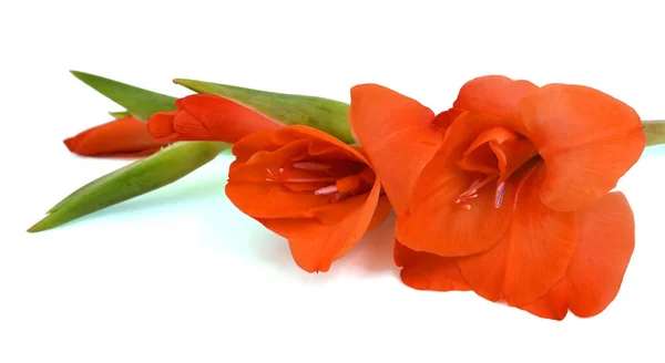 Mooie Oranje Gladiool Bloem Geïsoleerd Witte Achtergrond — Stockfoto