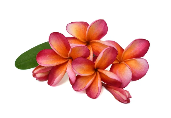 Bela Flor Rubra Plumeria Vermelho Isolado Fundo Branco — Fotografia de Stock