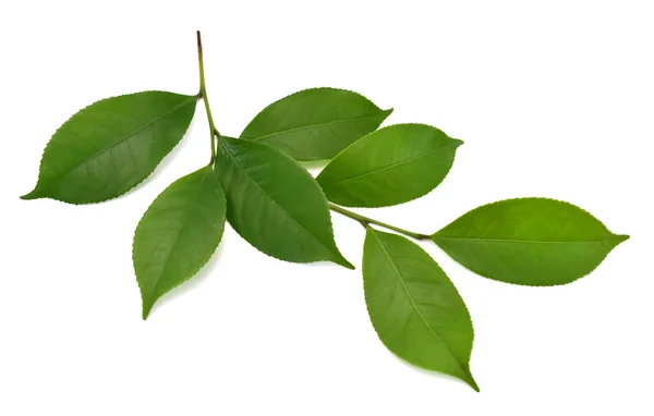 Frische Grüne Teeblätter Camellia Sinensis Isoliert Auf Weißem Hintergrund — Stockfoto