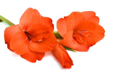 Güzel turuncu gladiolus çiçeği beyaz arkaplanda izole edilmiş.