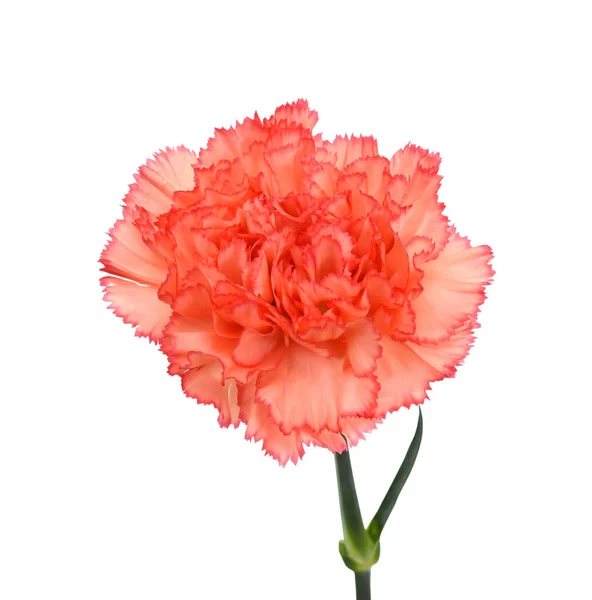 Beautiful Carnation Flower Isolated White Background — Stock Photo, Image