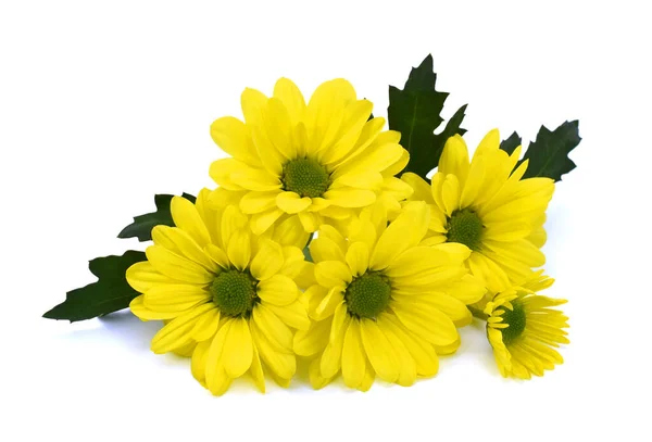 Krásná Žlutá Daisy Květiny Izolované Bílém Pozadí — Stock fotografie