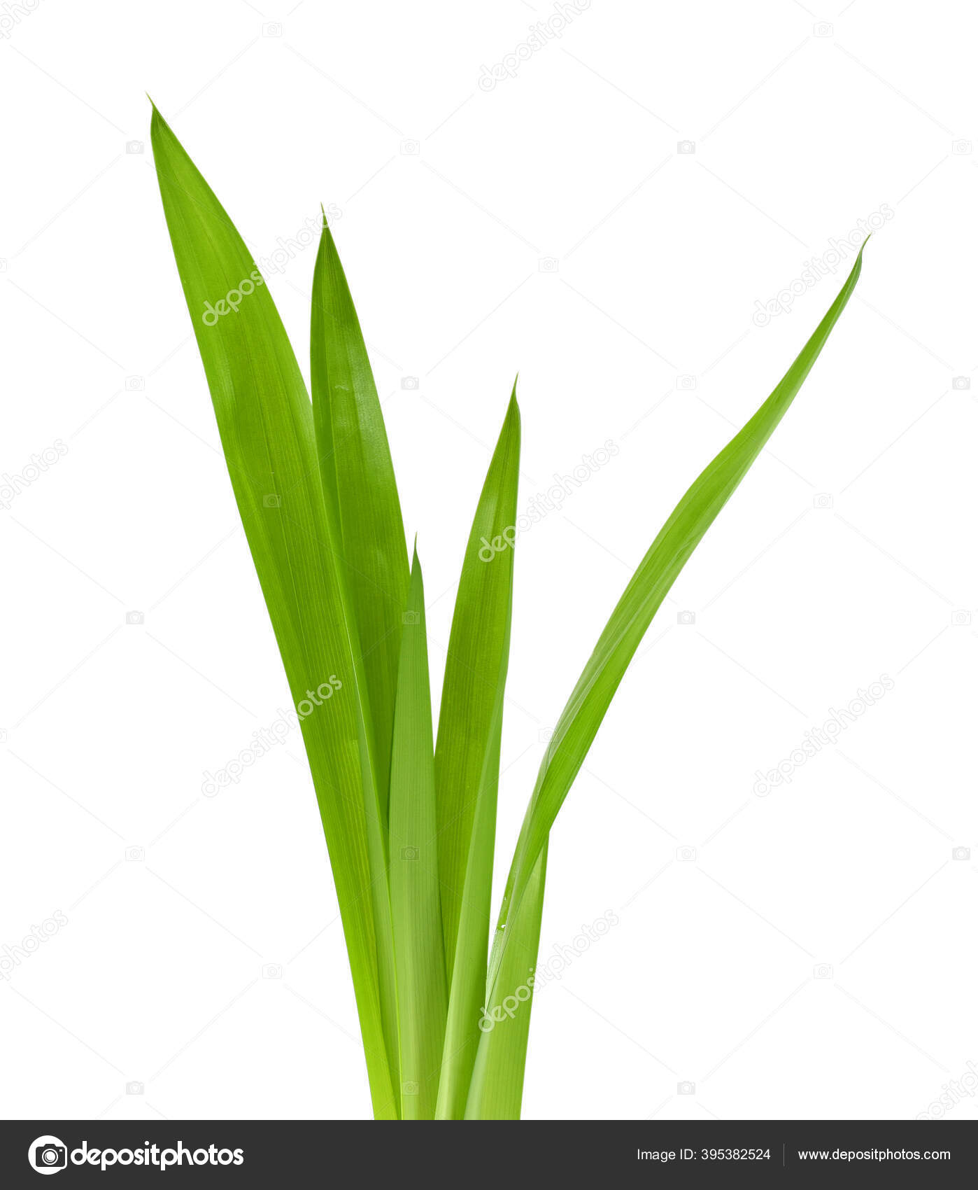 Daun Pandan Vector Kita