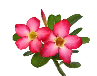 Güzel kırmızı plumeria rubra çiçeği beyaz arka planda izole edilmiş.