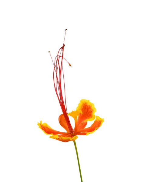 Cesalpinia Pulcherrima Flor Closeup Isolado Fundo Branco — Fotografia de Stock