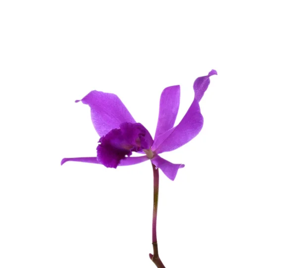 Hermosa Flor Orquídea Púrpura Cattleya Aislado Sobre Fondo Blanco — Foto de Stock