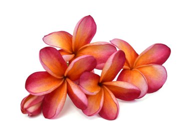 Güzel kırmızı plumeria rubra çiçeği beyaz arka planda izole edilmiş.