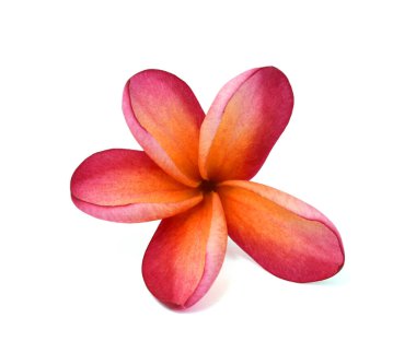 Güzel kırmızı plumeria rubra çiçeği beyaz arka planda izole edilmiş.