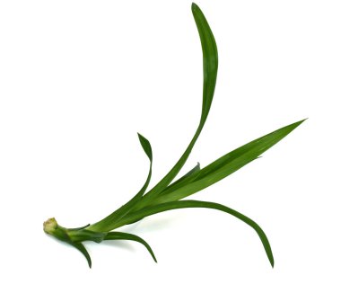 Taze Pandan yaprakları beyaz arkaplanda izole