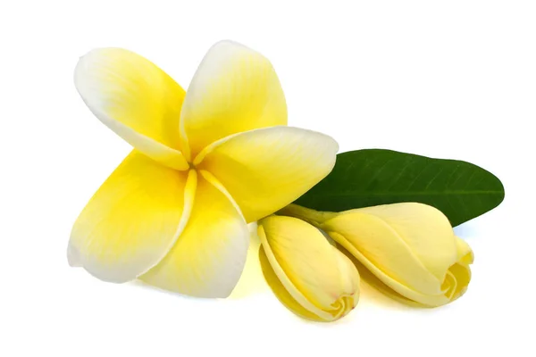 Güzel Sarı Plumeria Rubra Çiçeği Beyaz Arka Planda Izole Edilmiş — Stok fotoğraf