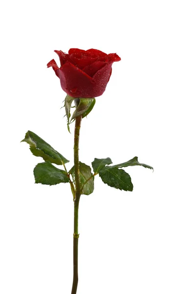 白い背景に孤立した美しい赤いバラの花 — ストック写真