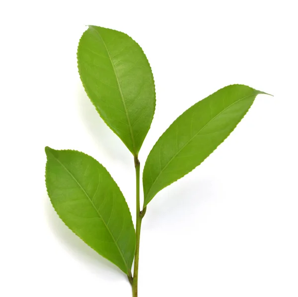 Hojas Camellia Sinensis Verde Fresca Verde Aisladas Sobre Fondo Blanco — Foto de Stock