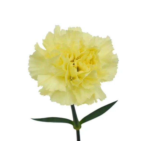 Piękny Żółty Goździk Kwiat Izolowane Białym Tle — Zdjęcie stockowe