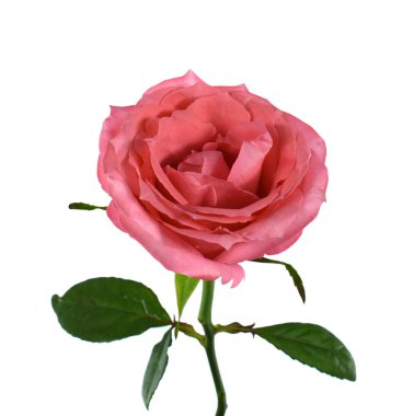 Beyaz arka planda izole edilmiş güzel pembe gül çiçeği.