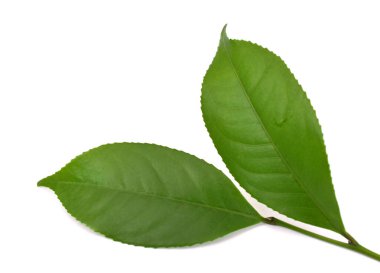 Beyaz arkaplanda yeşil çay yaprağı izole