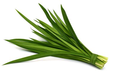 Taze Pandan yaprakları beyaz arkaplanda izole